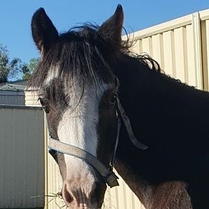 Meet your Posher, Rowena